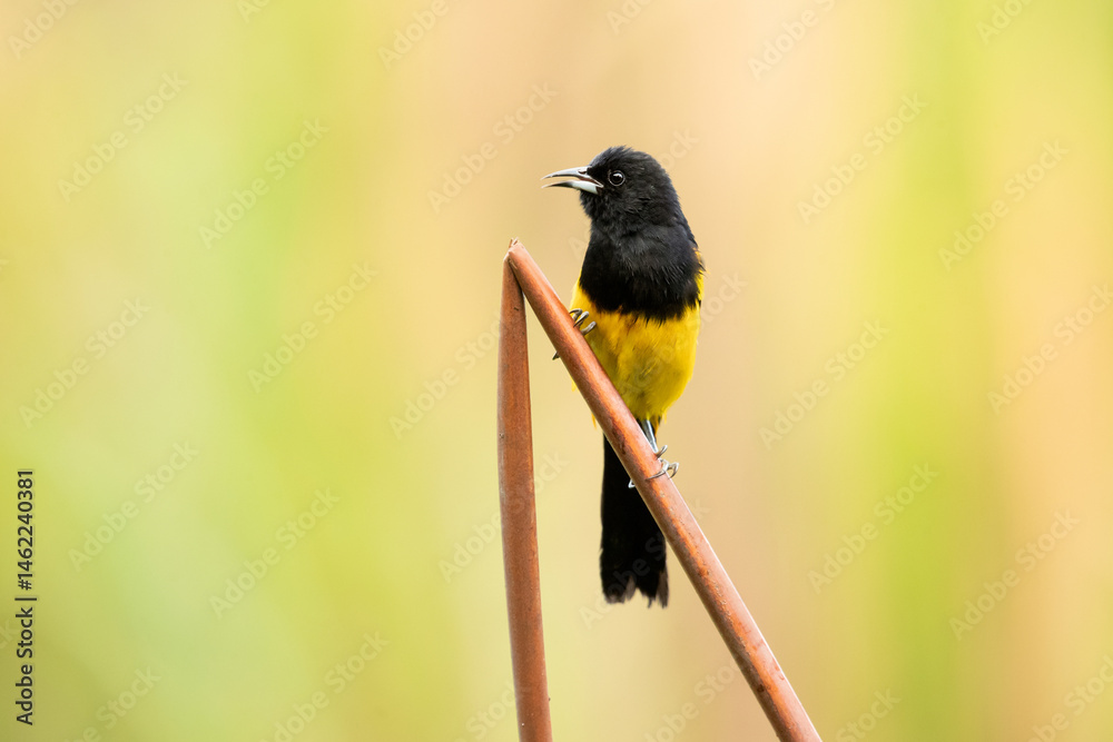 Fototapeta premium Black-cowled oriole (Icterus prosthemelas) is a species of bird in the family Icteridae. It is common and widespread in the Caribbean lowlands and foothills from southern Mexico to western Panama.