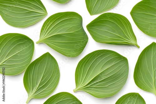 Lush green leaves with intricate veins, scattered across a clean white backdrop