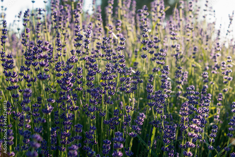 Naklejka premium Lavender field glowing in warm evening light