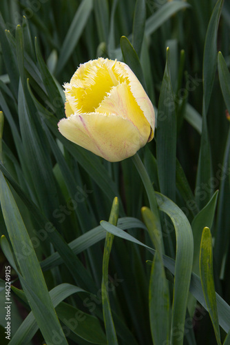 single yellow tulip in green leaves