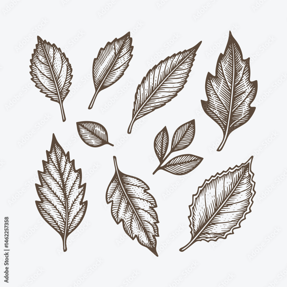 Fototapeta premium Set of rustic nature engraving style logo design illustration