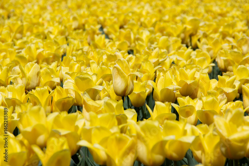 Background of yellow  tulips flowers