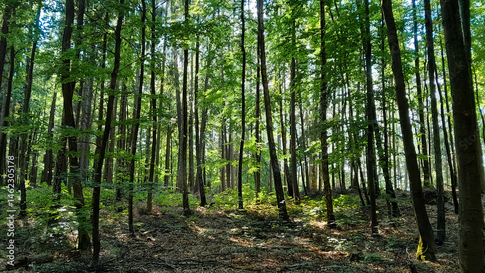 Forest landscape. Beauty of nature.