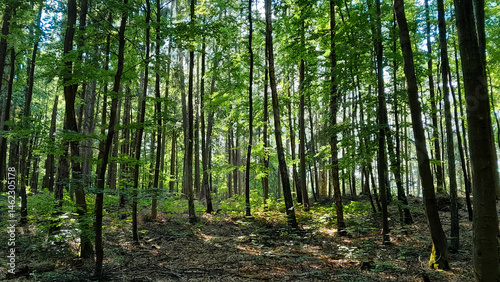 Obraz na płótnie Forest landscape. Beauty of nature. w salonie