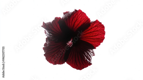 Close-up view of a vibrant dark red hibiscus flower. photo