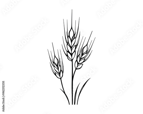 A simple line drawing of three wheat stalks in black and white art