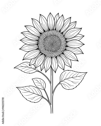 Detailed sunflower blossom in line art style isolated design