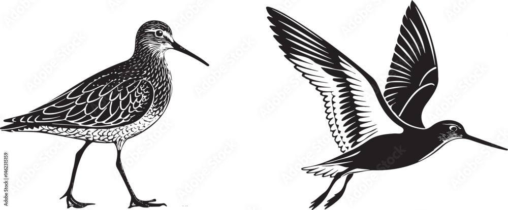 Fototapeta premium Sandpiper silhouette vector design with white background.