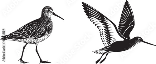 Sandpiper silhouette vector design with white background.