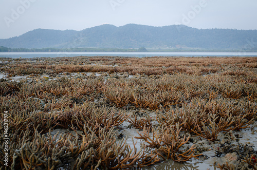 There is Staghorn Coral's field on the Beach at Phuket,Thailand. They show up when low tidal current. This is a problem from global warming, climate change. They are dying slowly..