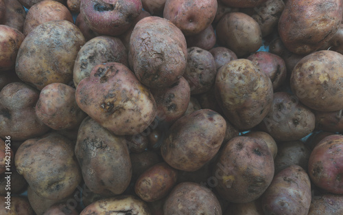 Group of dirty and misshapen potatoes with rustic textures and earthy colors, ideal for agricultural or food-related themes.