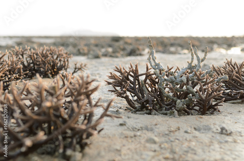 There is Staghorn Coral's field on the Beach at Phuket,Thailand. They show up when low tidal current. This is a problem from global warming, climate change. They are dying slowly..