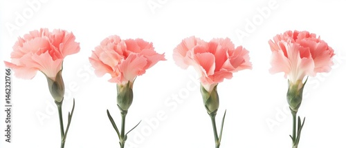 Wallpaper Mural Four delicate pink carnations on a white isolated background, showcasing their soft petals and vibrant color. Torontodigital.ca