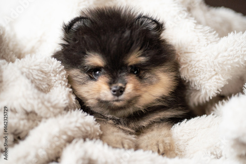 Cute pomeranian puppy nestled in a warm blanket during a cozy indoor moment