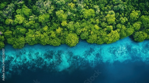 An aerial view of a dense mangrove forest on the edge of a tropical coastline.