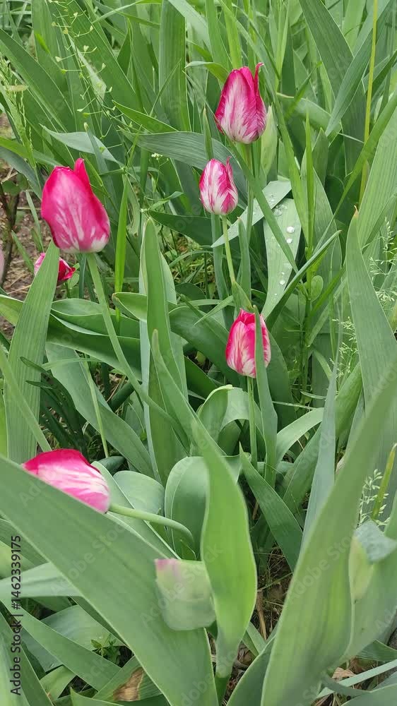 Vibrant pink tulips blooming in lush green foliage Vibrant pink tulips blooming in lush green foliage
