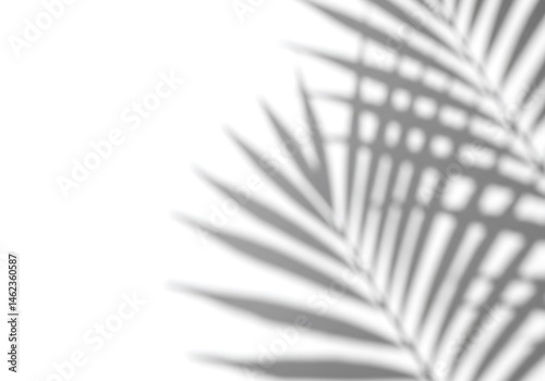 Shadow of palm frond with window pane overlay creating a minimalist abstract design on white background