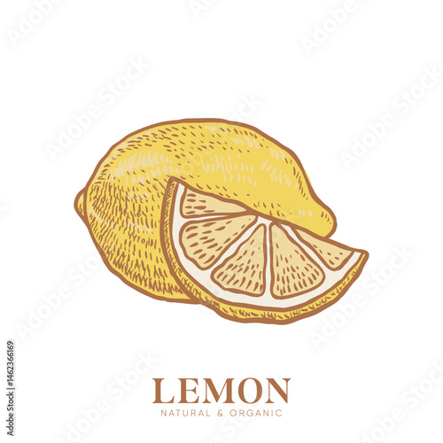 Coloring Engraved Style Lemon, Hand drawn sketch lemon. Organic fresh fruit illustration.