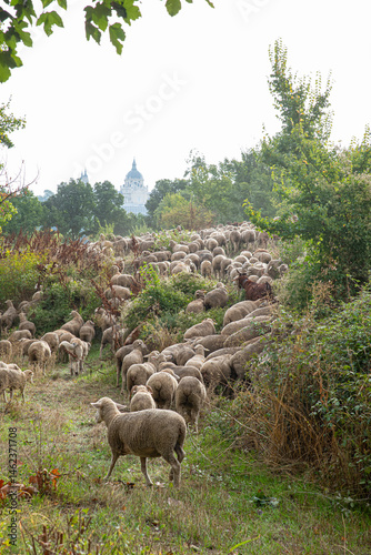 Living tradition, transhumance in the heart of Madrid