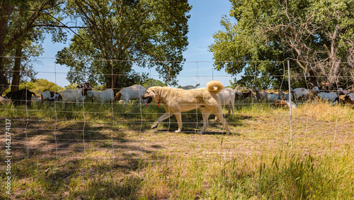 Dog protecting goats behind an electric fence 