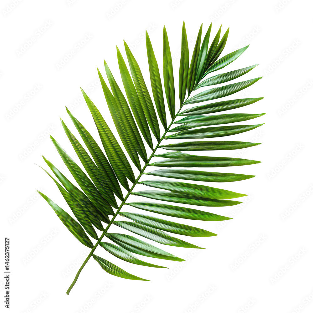 Fototapeta premium Palm leaf graphic