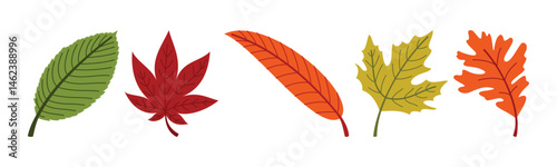 A colorful assortment of autumn leaves, perfect for seasonal designs
