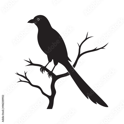 Treepie Perched High On Dry Branch Silhouette