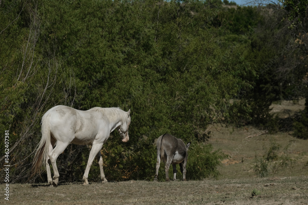 Obraz premium Paint horse with mini donkey friend in farm field.