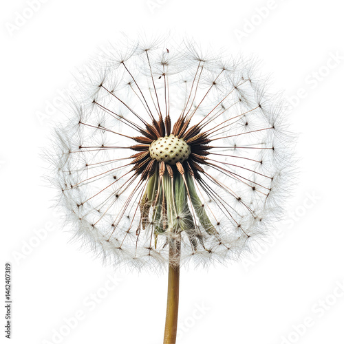 Close-up of a dandelion seed head (2)