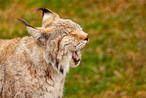 Lynx yawning and showing its fangs