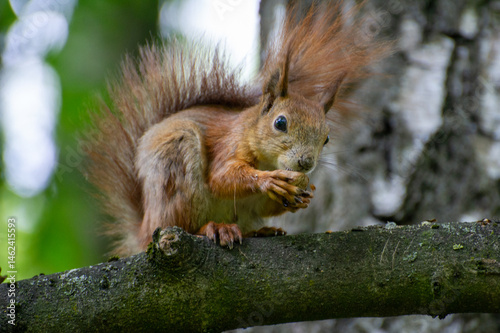 squirrel on a tree eating a nut