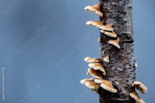 Crimped gill bracket fungus (Plicaturopsis crispa) on deadwood photo