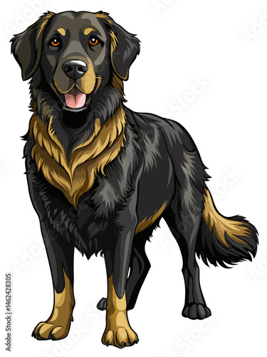 Black Golden retriever ,full body , full color  , realistic , white background