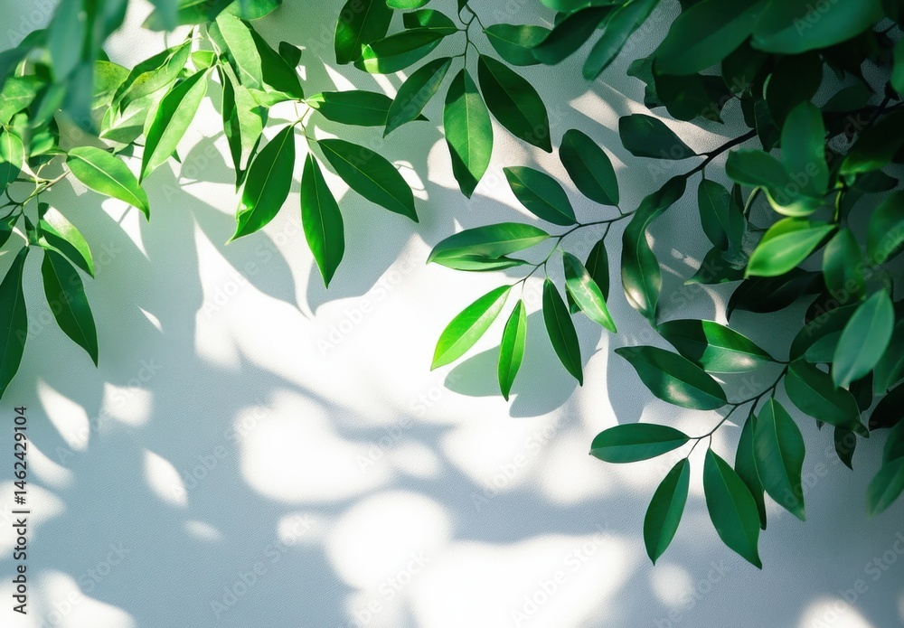 Tree leaves shadow abstract on a white wall background Tree leaves shadow abstract on a white wall background