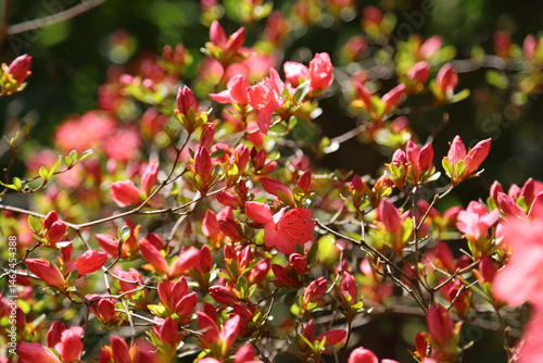 Canvas-taulu A Burst of Spring’s Pink Delight