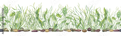 Underwater green kelps on pebbles watercolor horizontal seamless banner isolated background. Sea plants, grass, stones pattern for aquarium decor, nautical content, eco friendly packaging, labels
