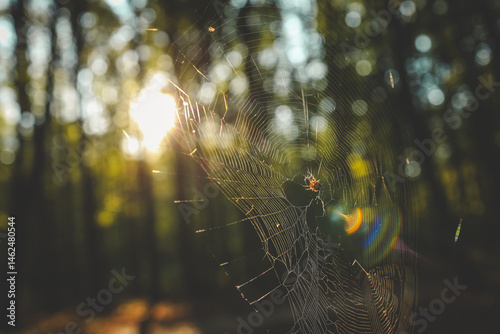 Wallpaper Mural Closeup of a spider on a web with sunlight shining through in a forest. Rainbow light refraction and bokeh background add a magical, natural atmosphere Torontodigital.ca