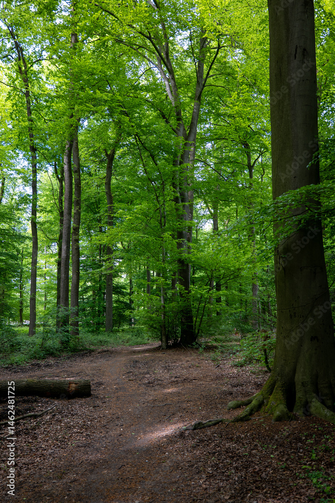 Obraz premium path in the forest