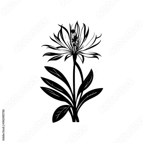 Monochrome botanical study of a spiky flower with elongated petals and leaves