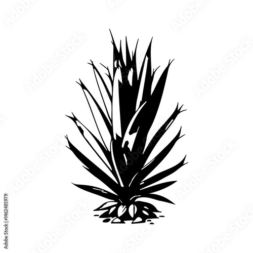 Monochrome agave illustration on a plain background, capturing minimal details