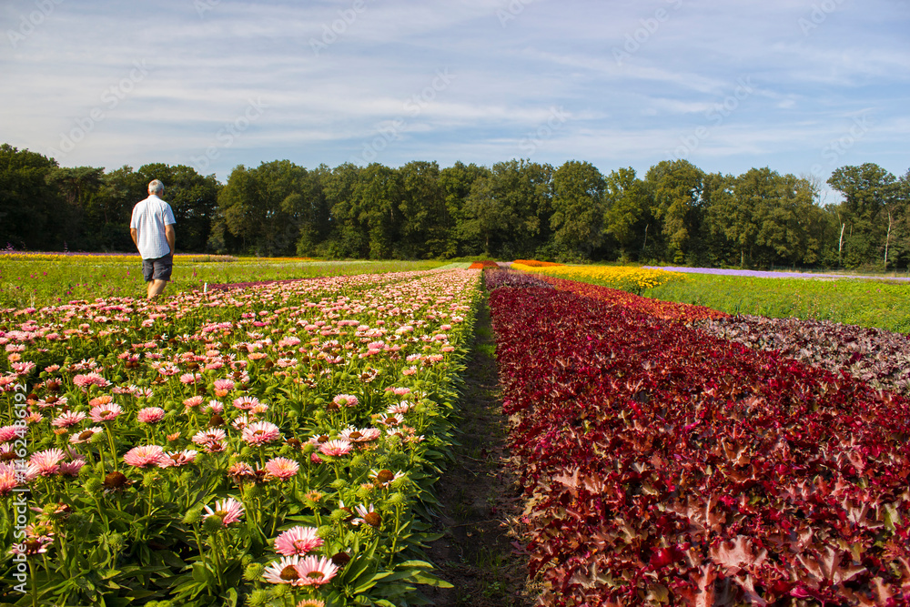 flower field - rudbeckia, echinacea flowers in the Netherlands