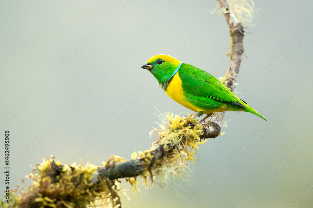 Obraz premium The golden-browed chlorophonia (Chlorophonia callophrys) is a species of bird in the family Fringillidae.