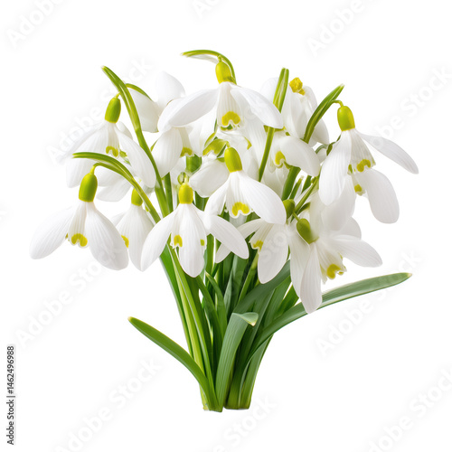 Delicate Snowdrop Bouquet , isolated on white background png