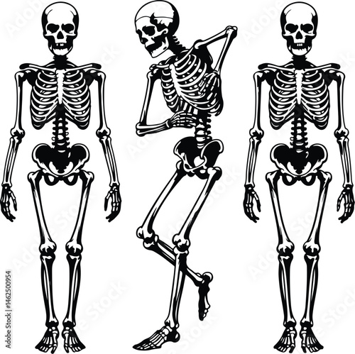 Skeleton Silhouette Set | Human Bones Vector Collection Scary Skeleton Silhouettes | Halloween Skull & Bone Icons