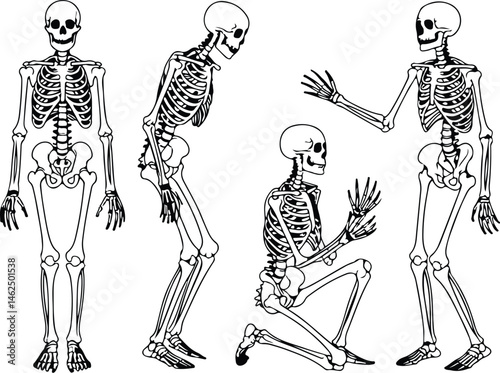 Skeleton Silhouette Set | Human Bones Vector Collection Scary Skeleton Silhouettes | Halloween Skull & Bone Icons