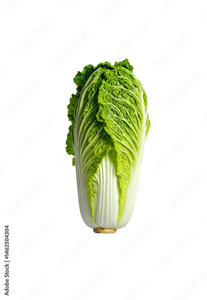 Fresh peking napa cabbage head ready for culinary use in healthy dishes or salads in a kitchen setting