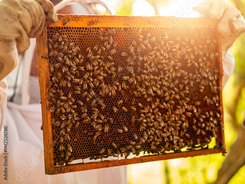 Wooden frame with honeycomb is being inspected by beekeeper for quality control. Production of fine organic natural product. Popular hobby and agriculture business. Selective focus.