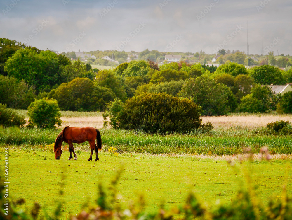 A group of horses are grazing in a lush green field. The scene is peaceful and serene, with the horses enjoying the fresh grass, selective focus. Fine gracious animals in a meadow.