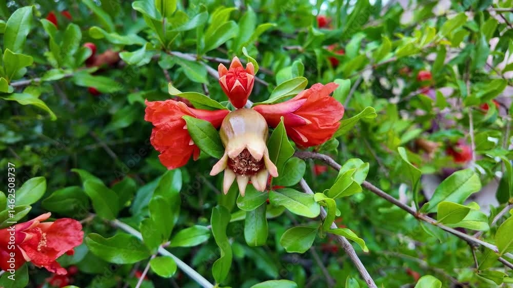 Pomegranate Plant in Natural Landscape – Taroudant, Morocco
Pomegranate Plant in Natural Landscape – Taroudant, Morocco