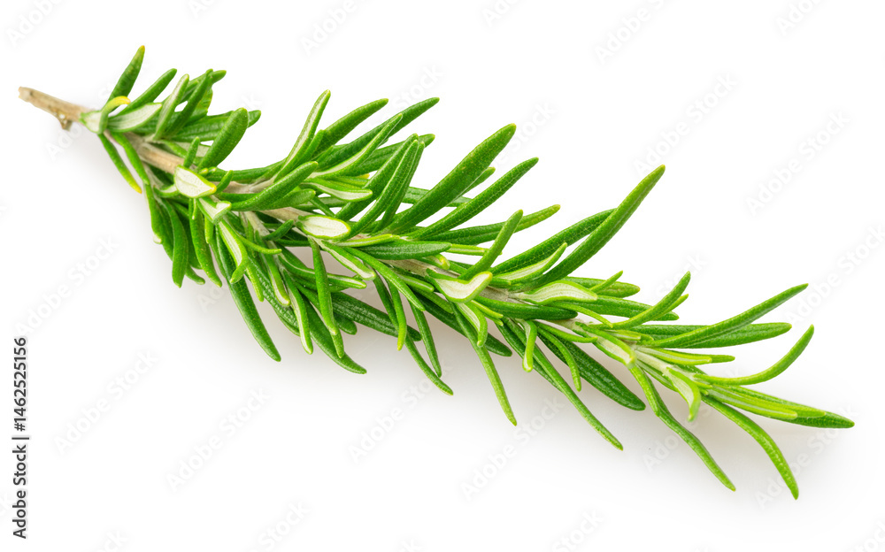Fototapeta premium Green fresh rosemary twig isolated on white background. File contains clipping path.